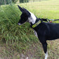 Touring Bungee Leash / Trekking Pull Line - Nonstop Dogwear