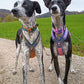 Line Harness 5.0 (Standart + Rachel Pohl) - Nonstop Dogwear