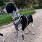 Line Harness 5.0 (Standart + Rachel Pohl) - Nonstop Dogwear