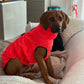 Hachico Jumper 02 - Sofadogwear | L1