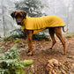 Ridgeback im Kevin Jumper L2