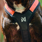 Rush Harness - Nonstop Dogwear