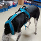 Freemotion 5.0 (standard + special colors) - Nonstop Dogwear
