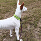 Touring Bungee Leash / Trekking Pull Line - Nonstop Dogwear