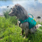 Gilet de sauvetage NOUVEAU "Protector Life Jacket" - Nonstop Dogwear