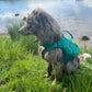 Life jacket "Protector Life Jacket" - Nonstop Dogwear