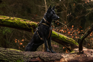 Line Harness Grip - Vêtements pour chiens non stop