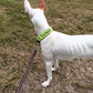 Touring Bungee Leash / Trekking Pull Line - Nonstop Dogwear