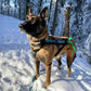 Freemotion 5.0 (Standart + Sonderfarben) - Nonstop Dogwear