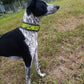 Touring Bungee Leash / Trekking Pull Line - Nonstop Dogwear