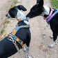 Line Harness 5.0 (Standart + Rachel Pohl) - Nonstop Dogwear