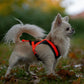 Rush Harness - Nonstop Dogwear