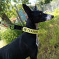 Touring Bungee Leash / Trekking Pull Line - Nonstop Dogwear