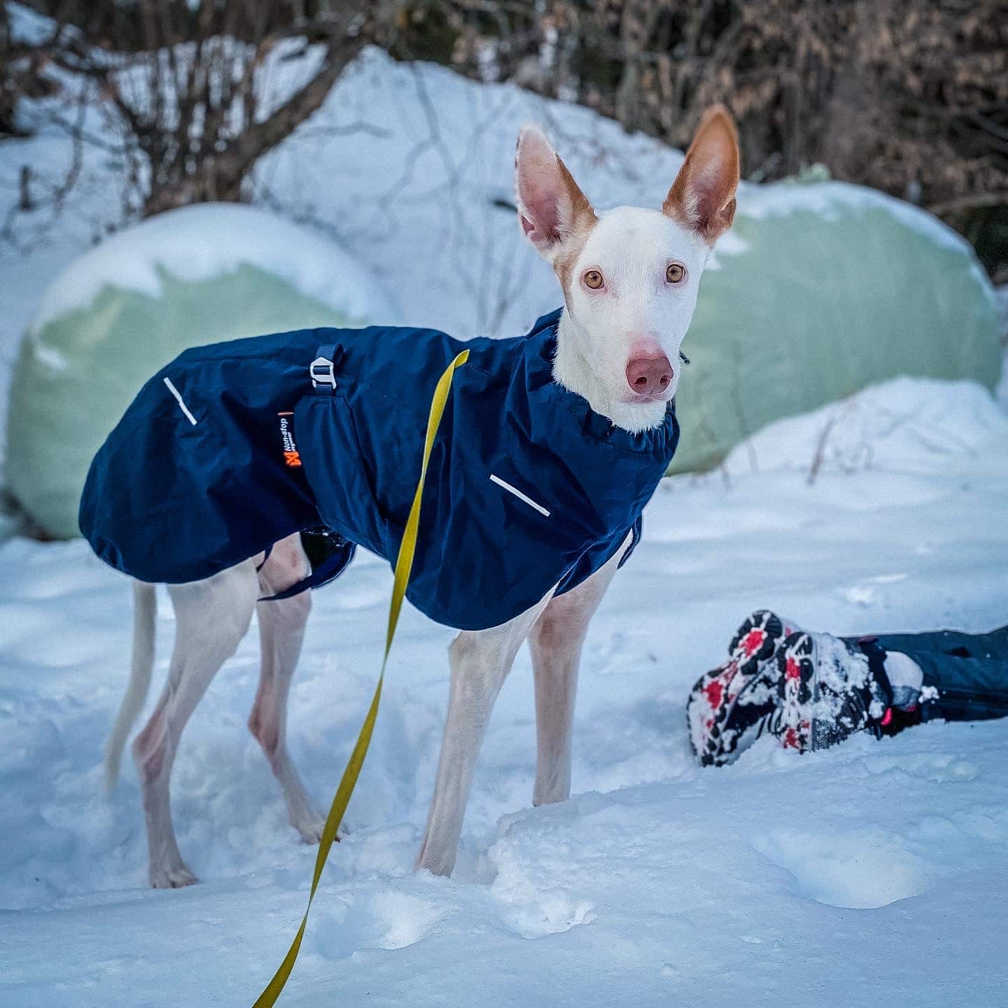 Glacier Wool Jacket 2.0 Nonstop Dogwear